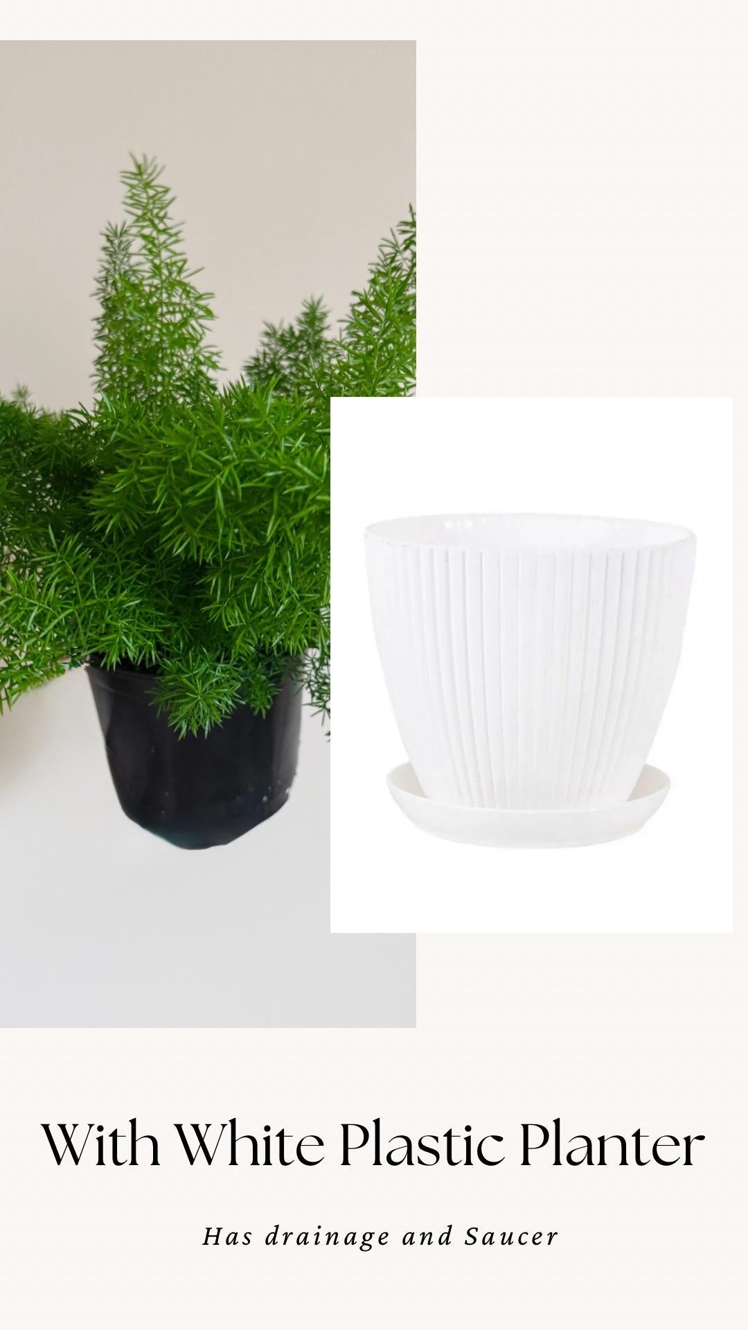 Fern Foxtail Plant - 6 inch Pot - optional decorative plant