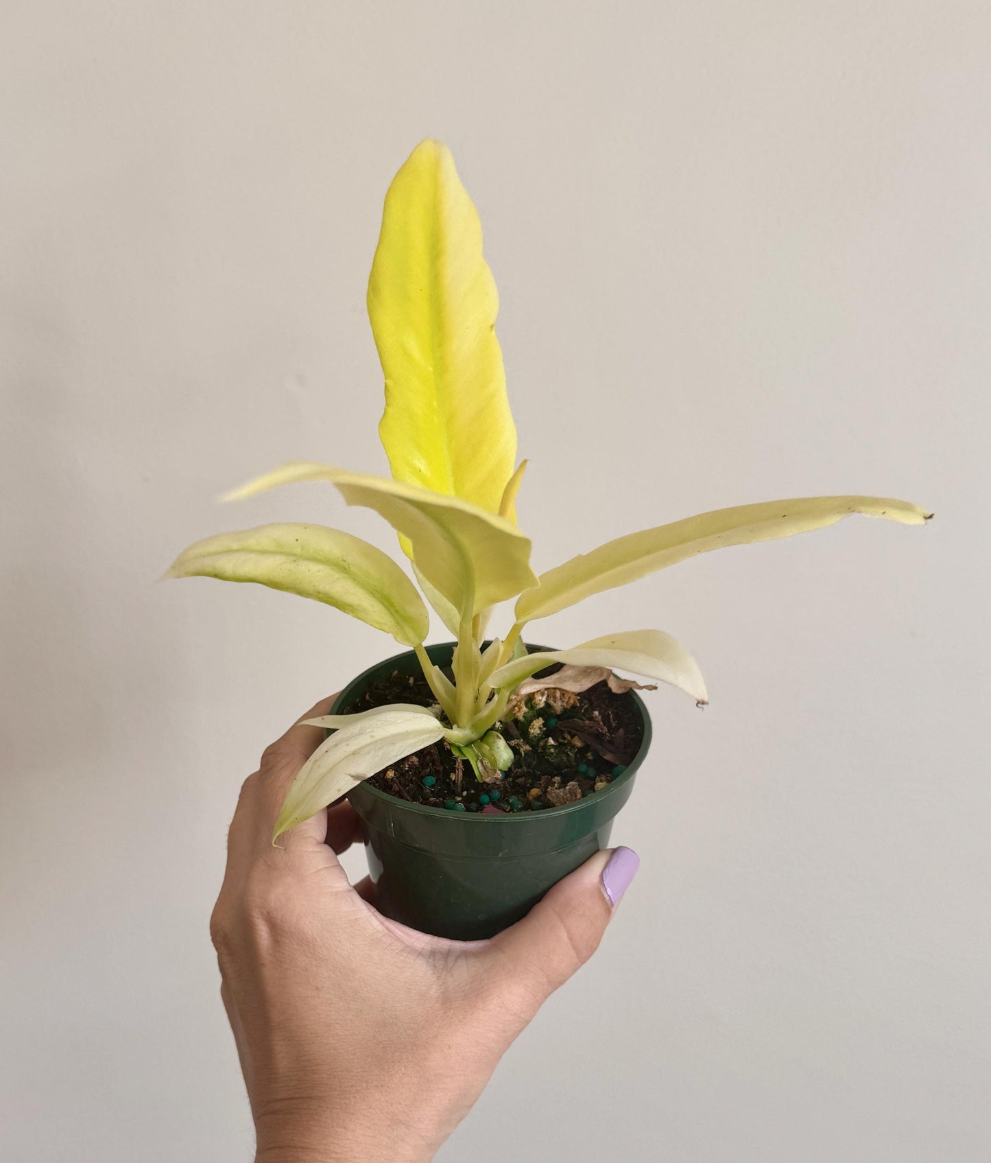 Philodendron Selloum Gold Plant - 4 inch Pot - Rare Plant - optional decorative pot