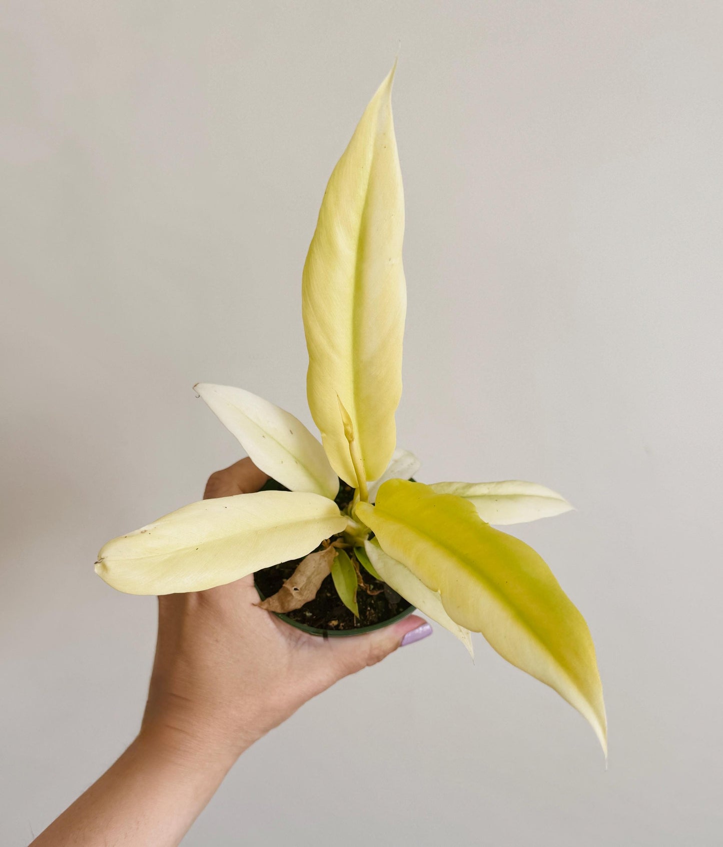 Philodendron Selloum Gold Plant - 4 inch Pot - Rare Plant - optional decorative pot