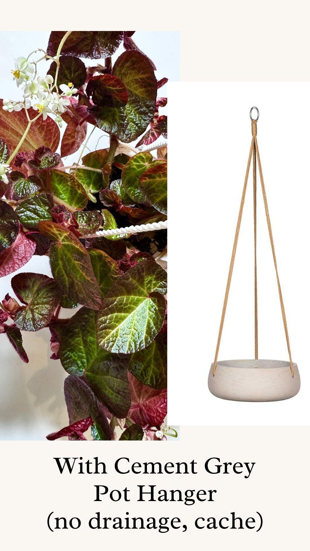 Begonia Manaus - Rare Flowering Plant - 6" Hanging Basket