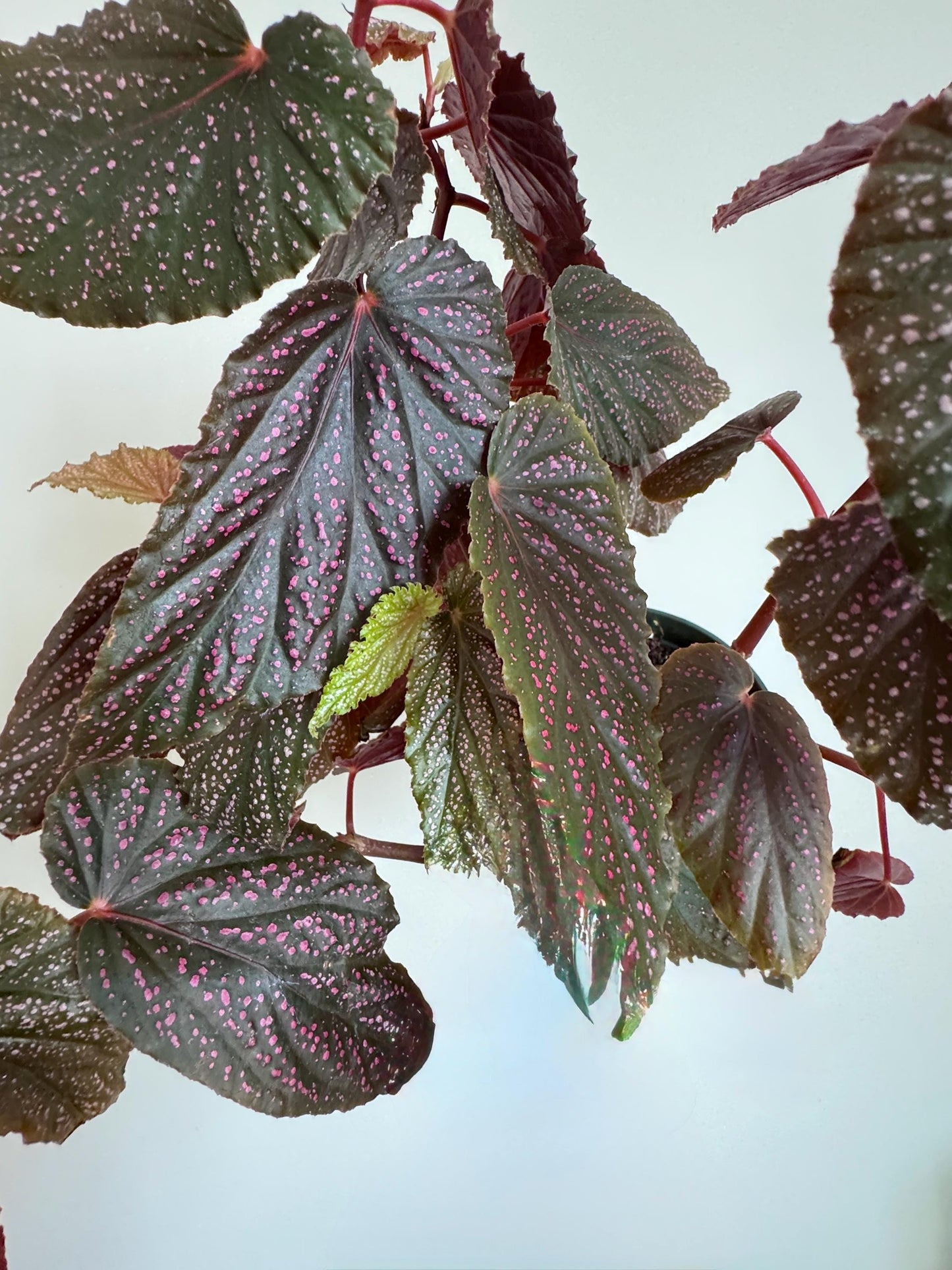 Begonia Benigo Flowering Plant - 6 inch Pot - optional decorative plant