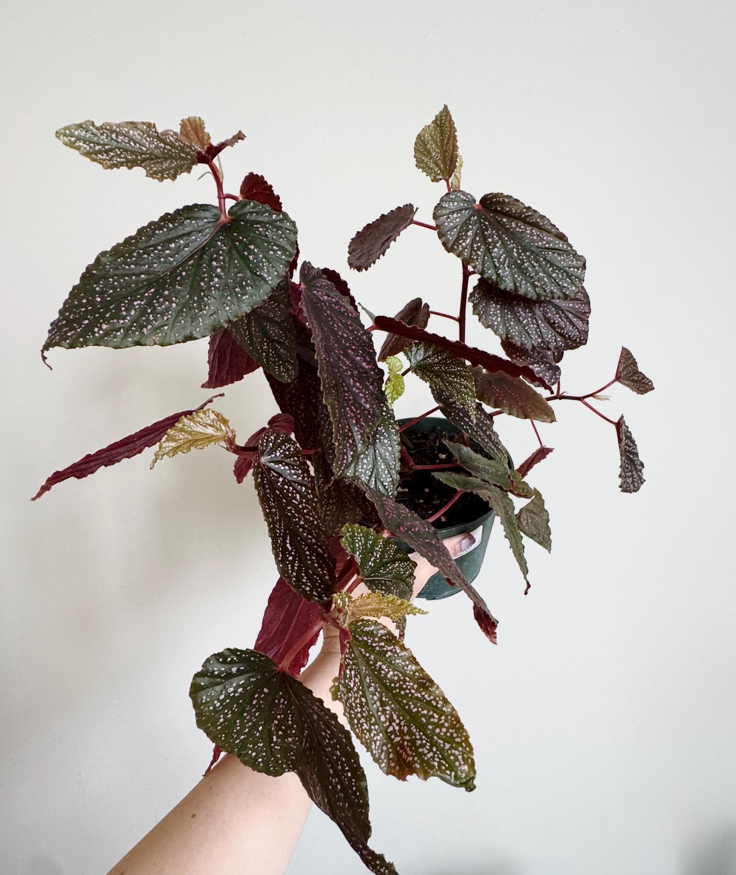 Begonia Benigo Flowering Plant - 6 inch Pot - optional decorative plant