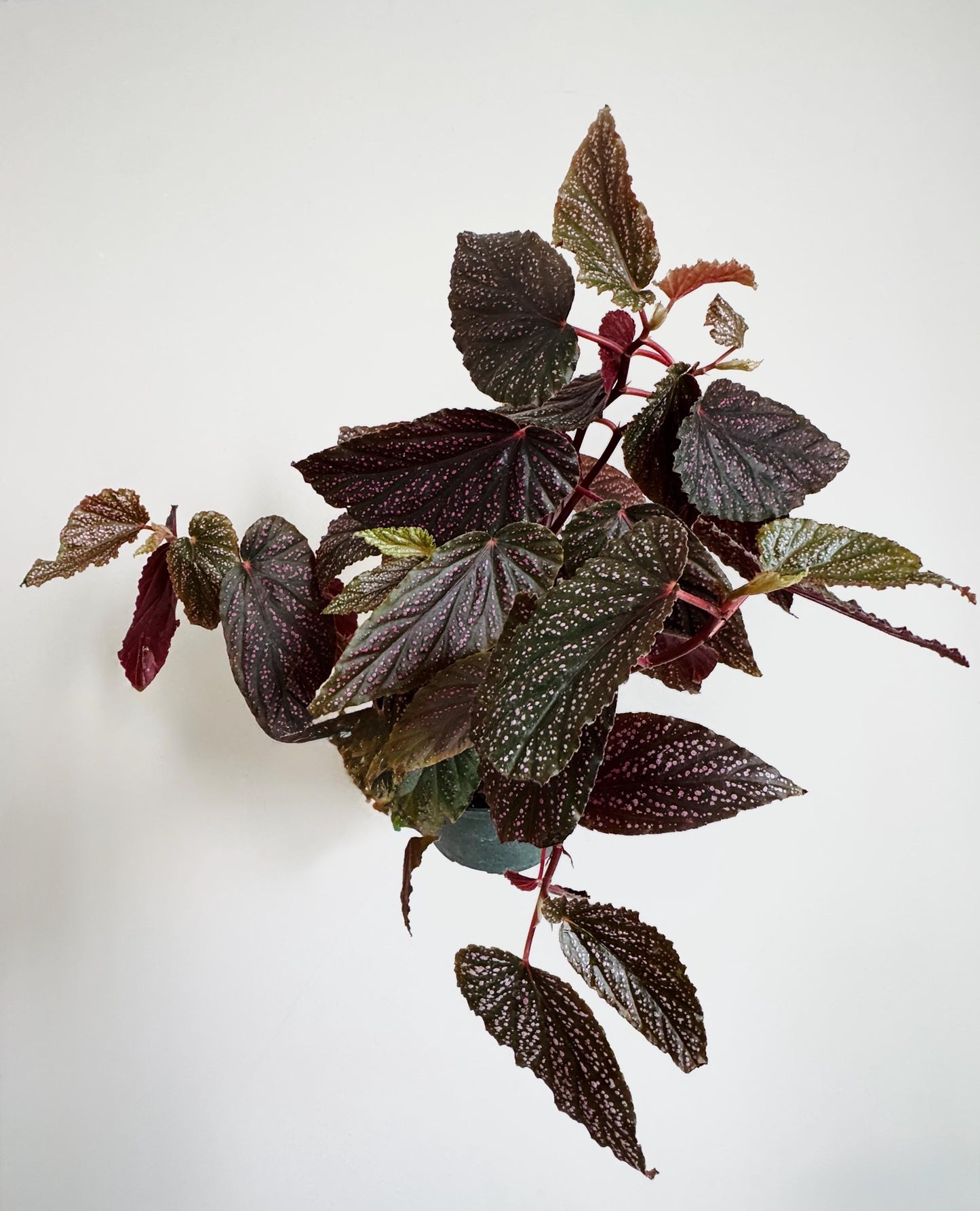 Begonia Benigo Flowering Plant - 6 inch Pot - optional decorative plant