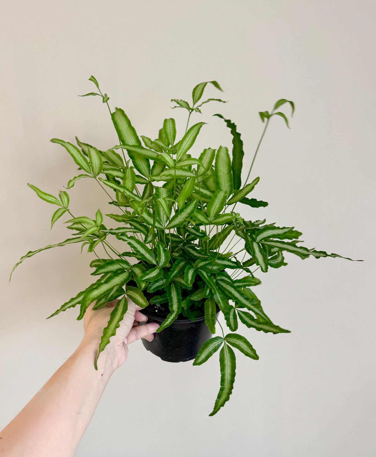 Silver Ribbon Fern Plant - 6 inch Pot - optional deocrative pot