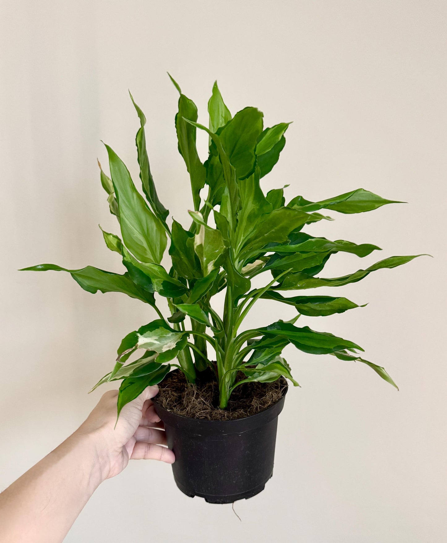 Spathonema Aglaonema Plant - 4", 6" Pot | optional decorative pot