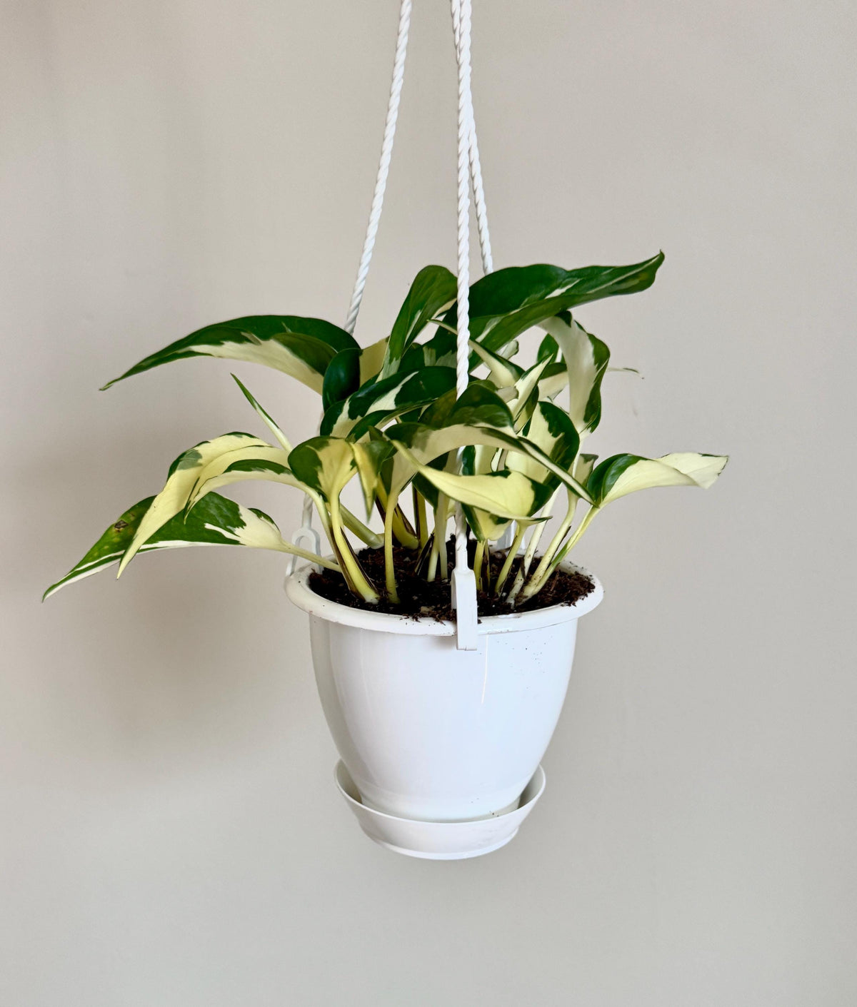 Manjula Mutant Pothos Plant | 4.5 inch Hanging pot - Live Plant - optional decorative hanger