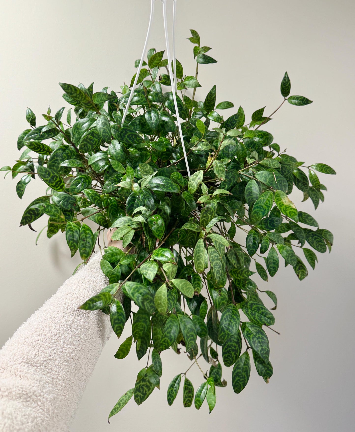 Lipstick Black Pagoda Plant 8 inch Hanging Pot - Live Plant
