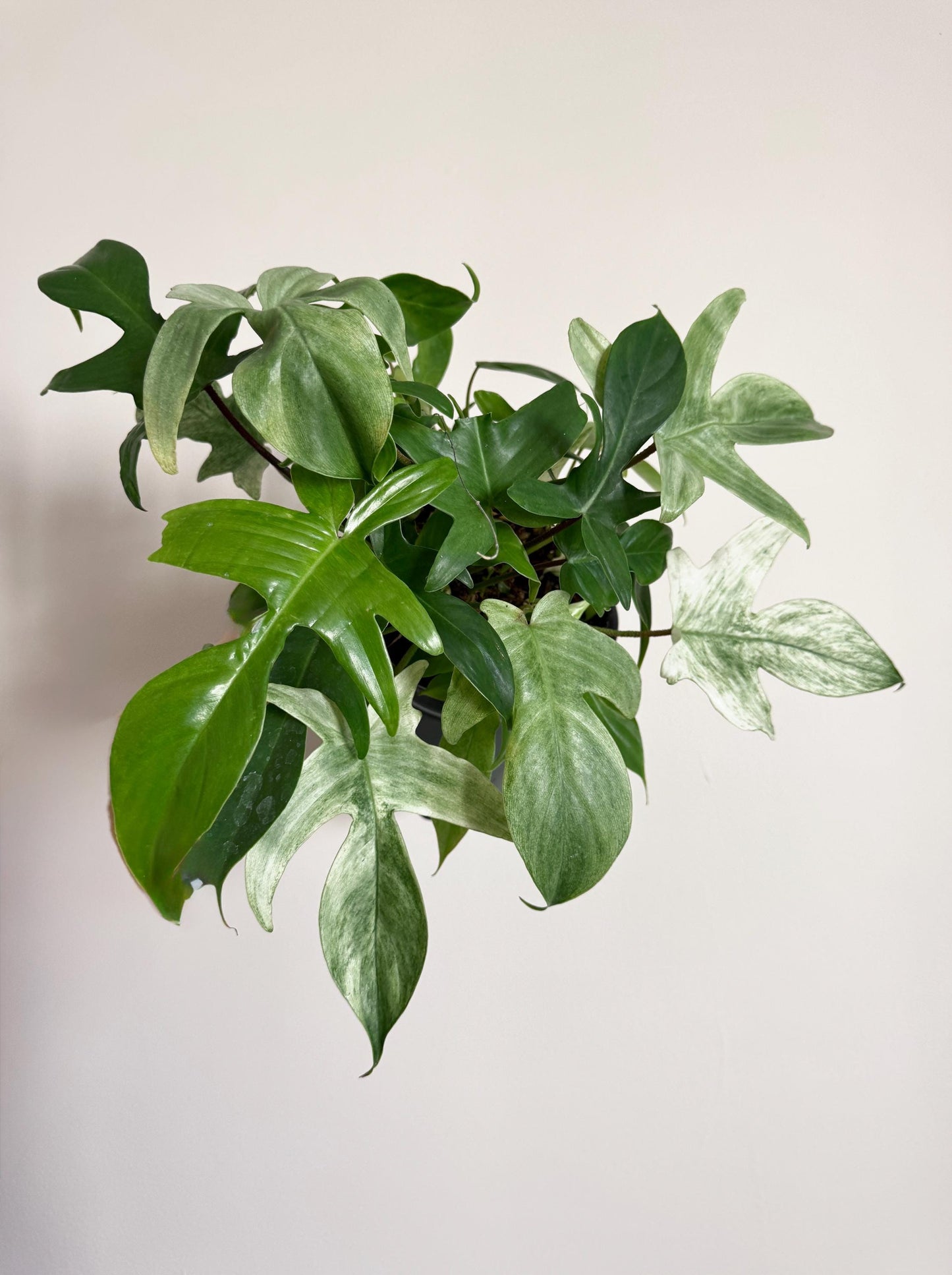 Monstera Florida Ghost Variegated - 6 inch Pot - Live Houseplant