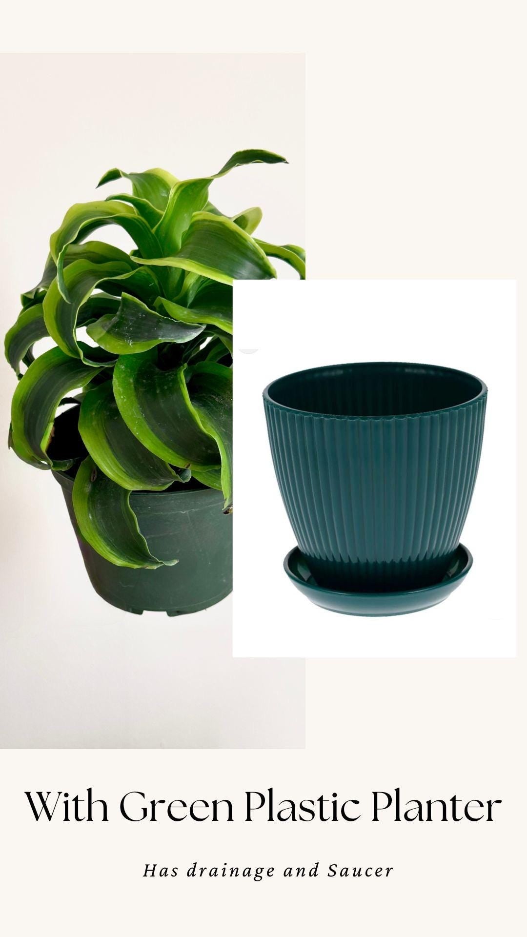 Dracaena fragrans Tornado 6 inch Pot - Live Plant - optional decorative pot