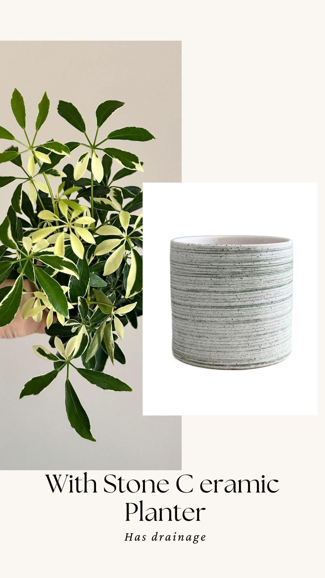 Variegated Dwarf Umbrella Plant Arboricola - 6β Pot - optional decorative pot
