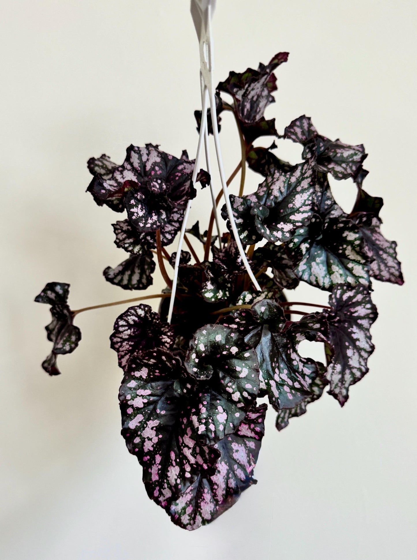 Begonia Cumbia Rex Begonia | 6 inch Hanging Basket | optional decorative hanger