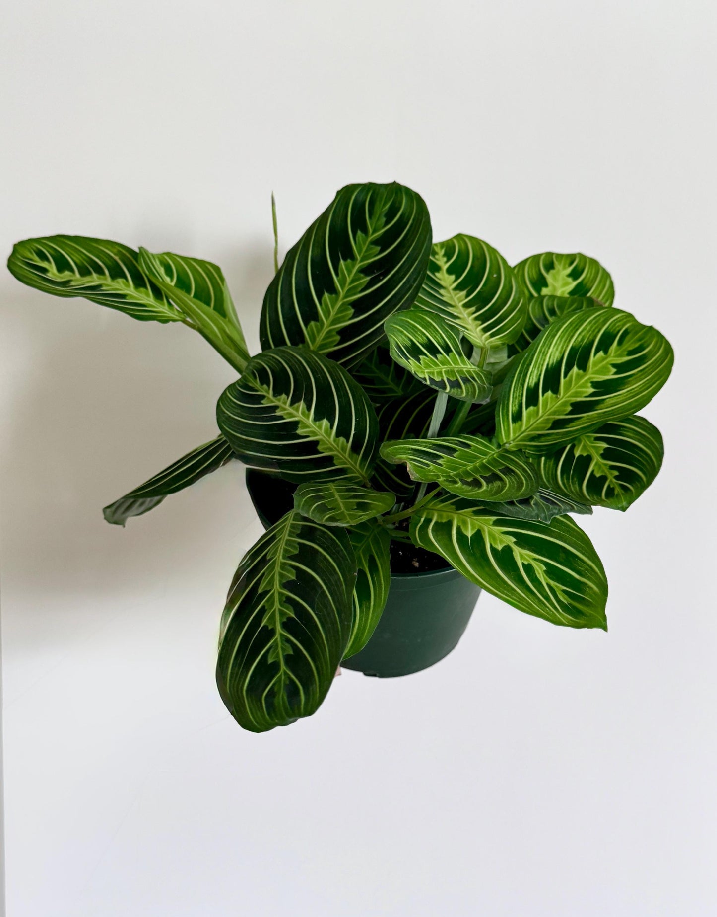 Lemon Lime Maranta Prayer Plant | 6 inch Pot | Live Plant - optional decorative pot