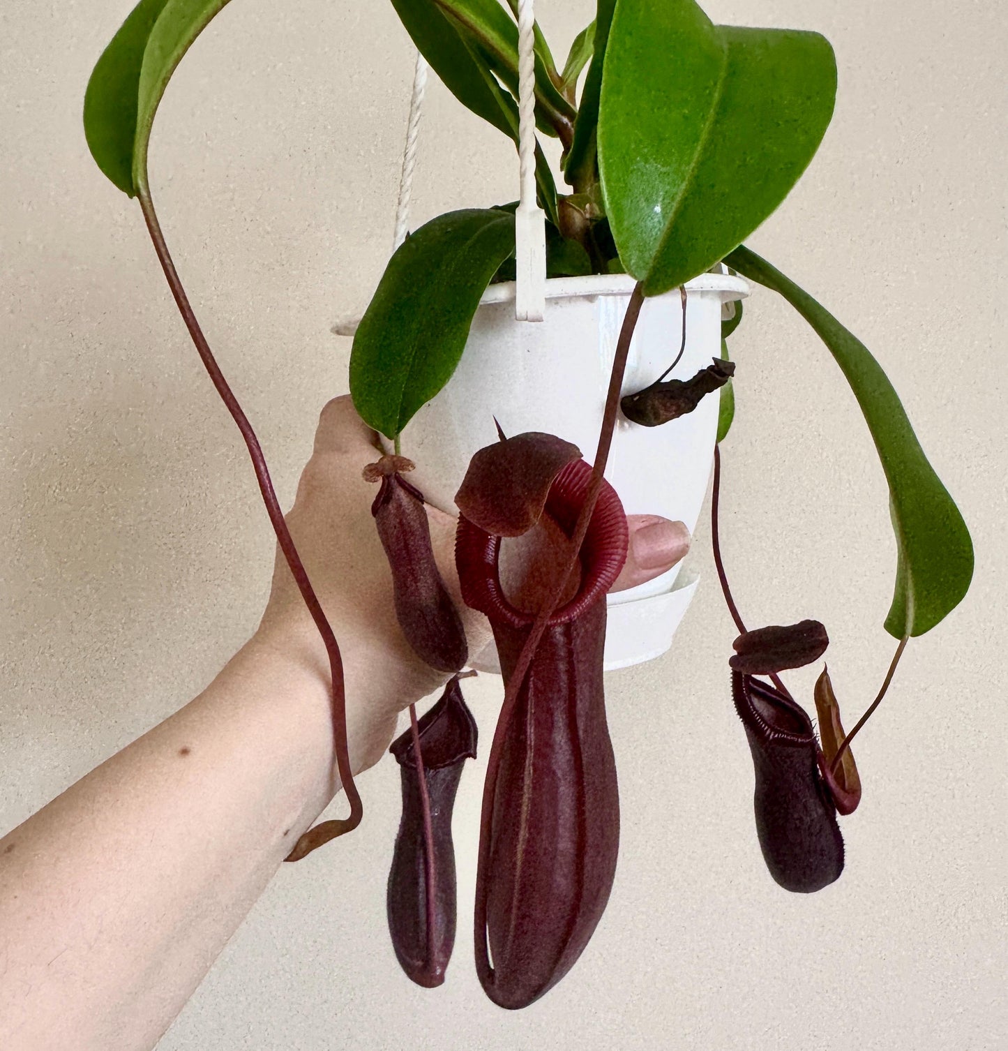 Nepenthes Bill Bailey Hybrid Pitcher Hanging Plant - 4.5 Hanging Basket - Live Plant