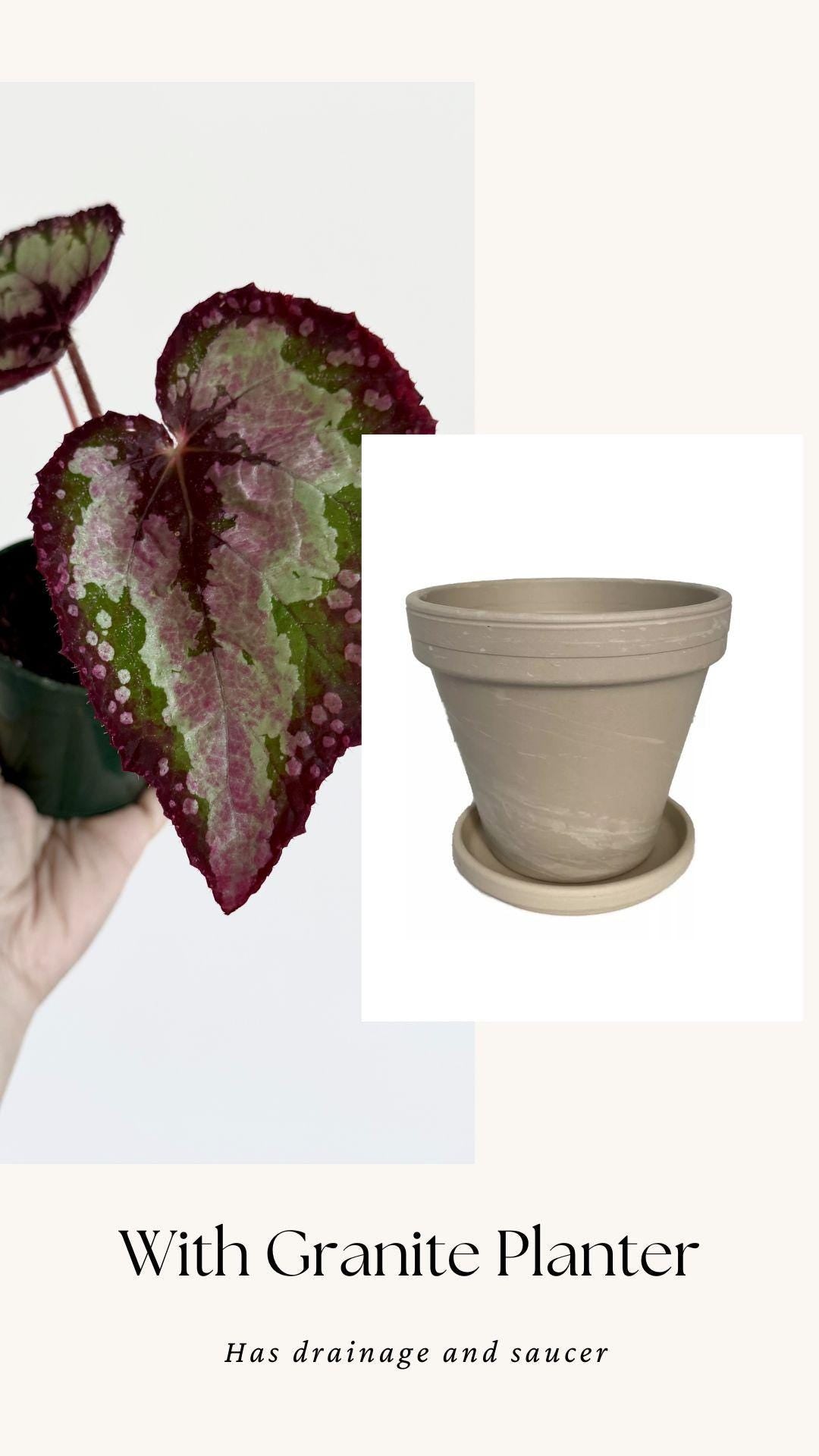 Begonia Vampire Slayer Rare Flowering Plant - 3" Pot - optional decorative pot
