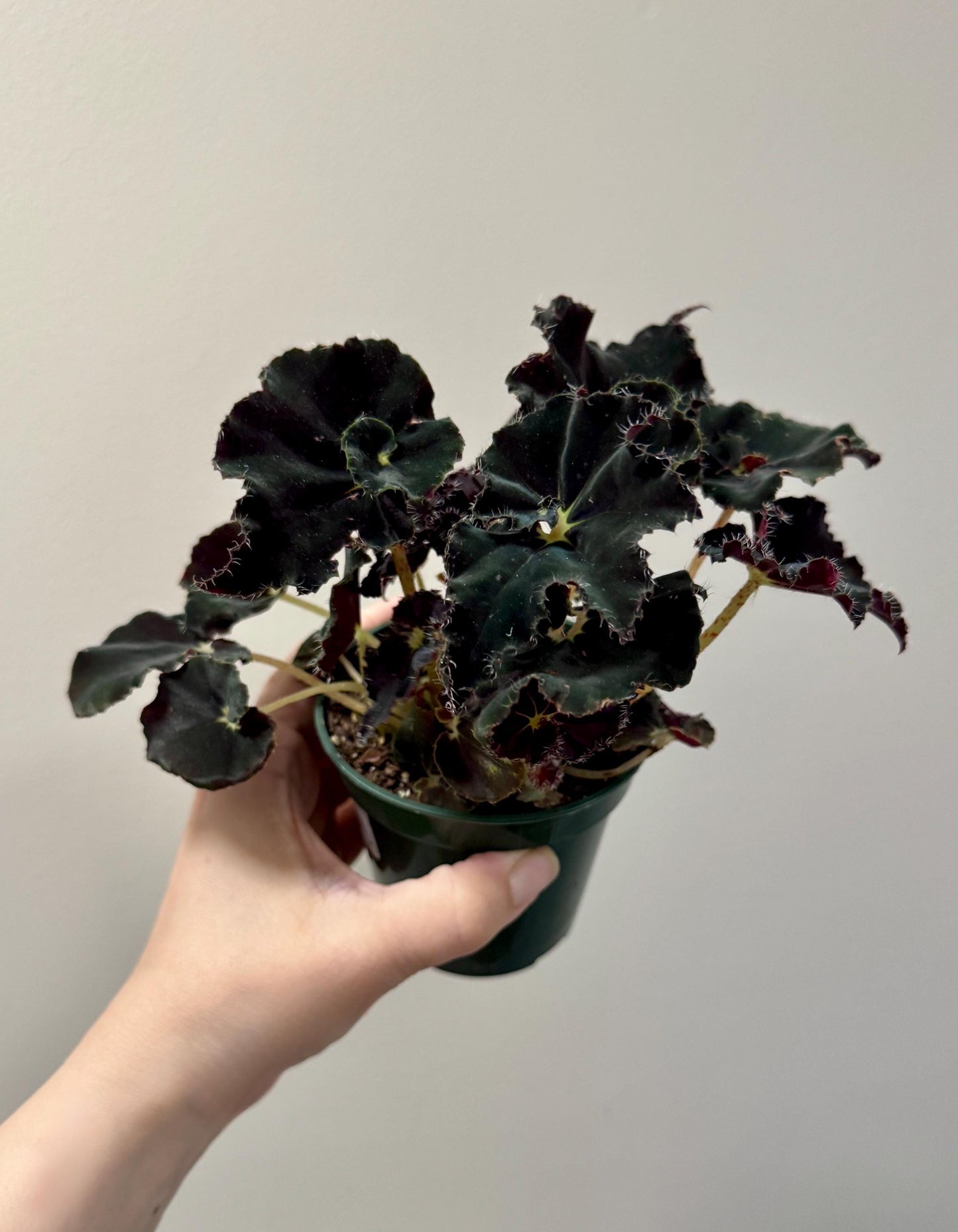 Begonia Spirit of Zanzibar - 4 inch Pot - live plant