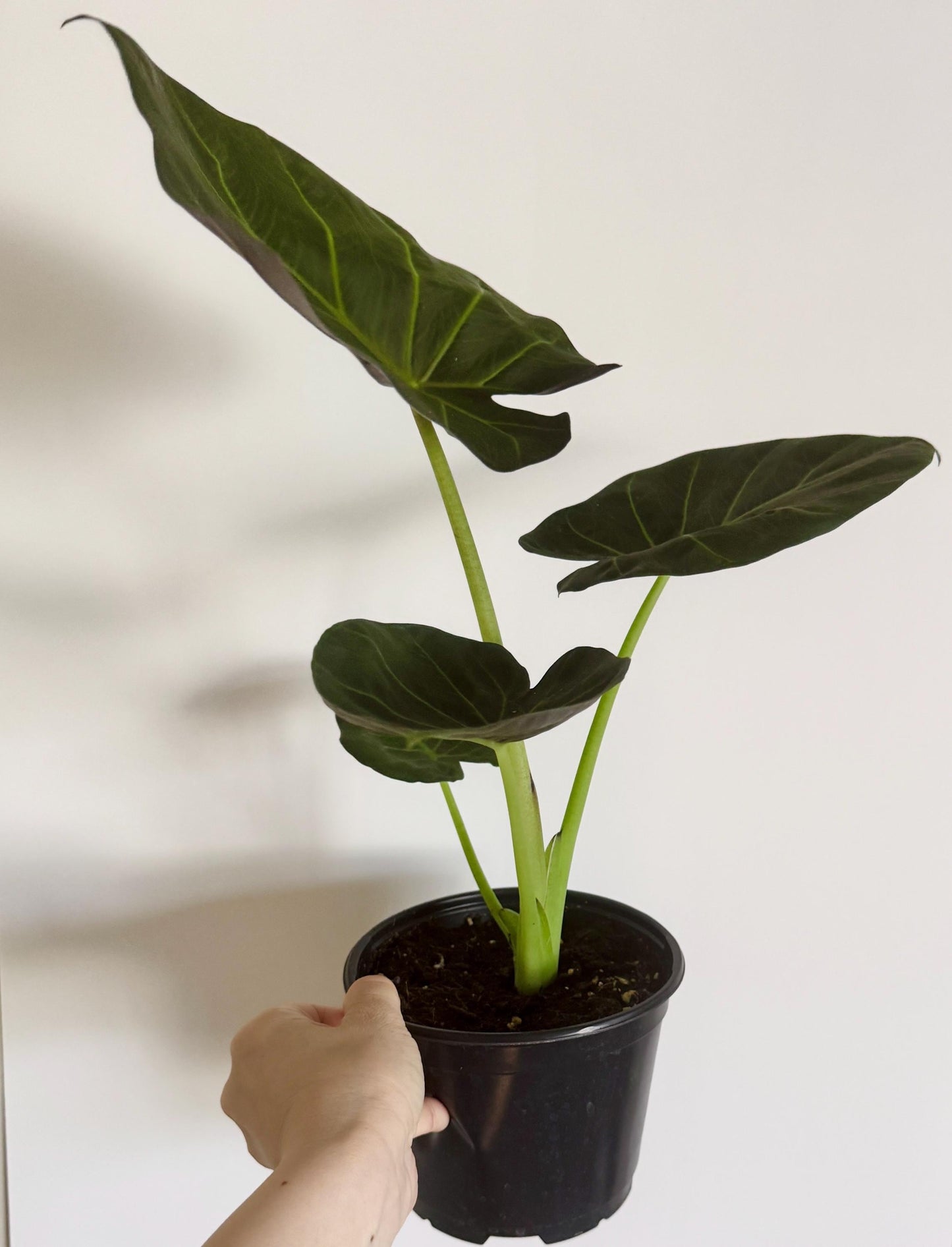 Alocasia Regal Shield Plant - 6 inch Pot - optional deocrative pot