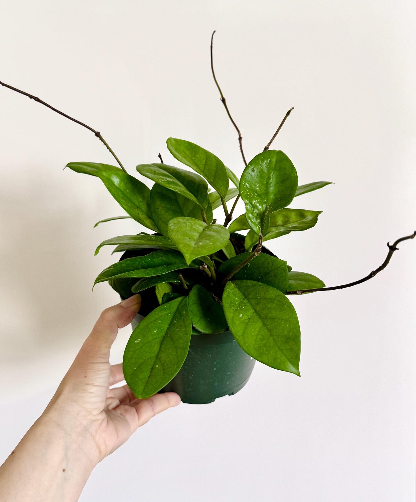 Hoya Green Rare Plant - 6 inch Pot - optional deocrative pot