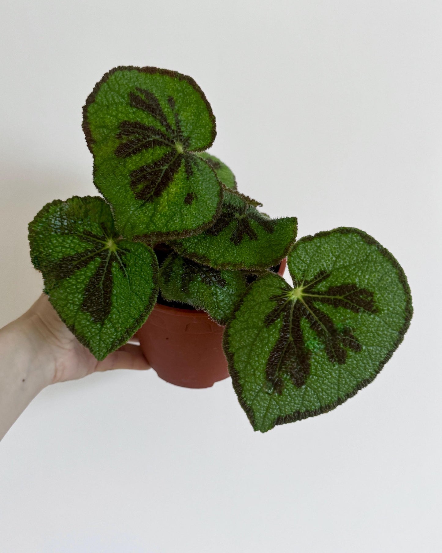 Begonia Iron Cross 6 inch Pot - optional deocrative pot