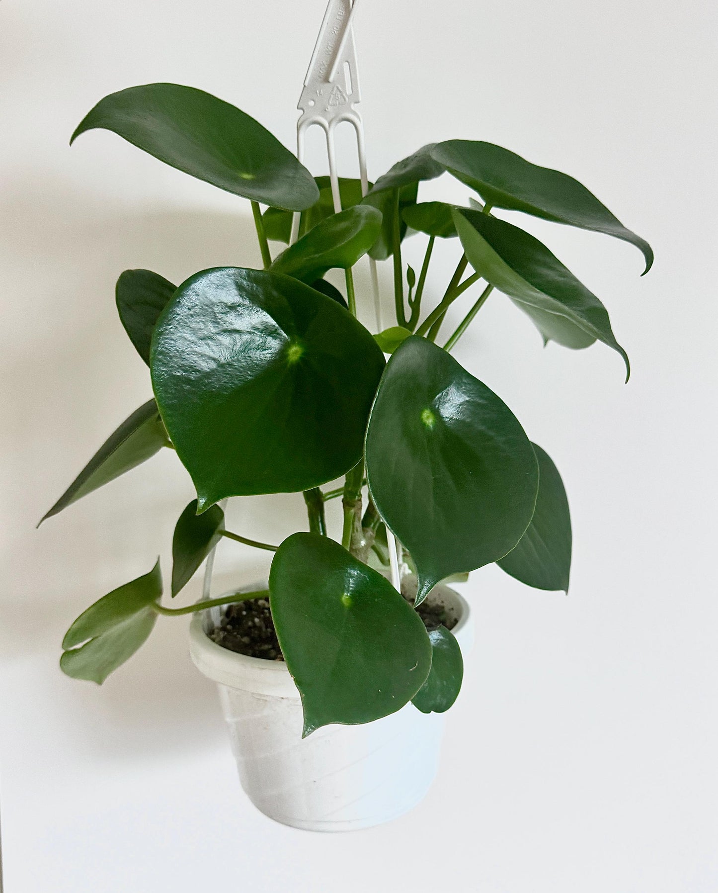 Peperomia Raindrop (Peperomia Polybotrya)| 6" Hanging Basket | optional decorative hanger