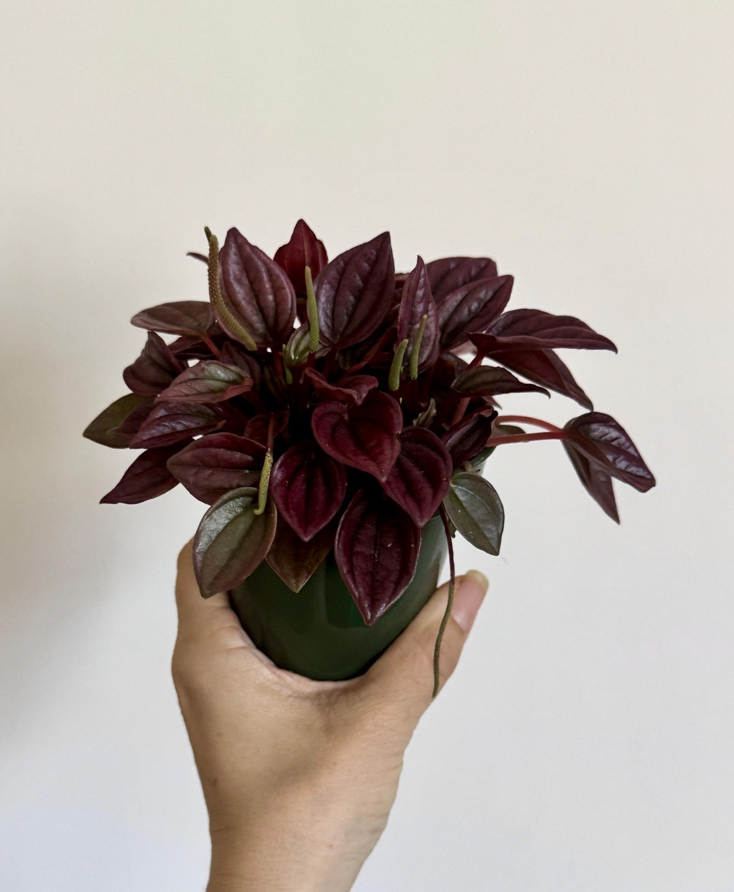 Peperomia Cayenne - 4 inch Pot - Live Plant - optional decorative pot