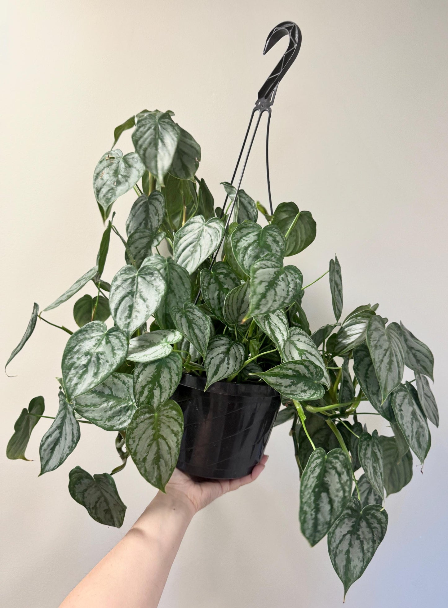 Philodendron Brandi Brandtianum Plant 8 inch Hanging Pot - Live Plant