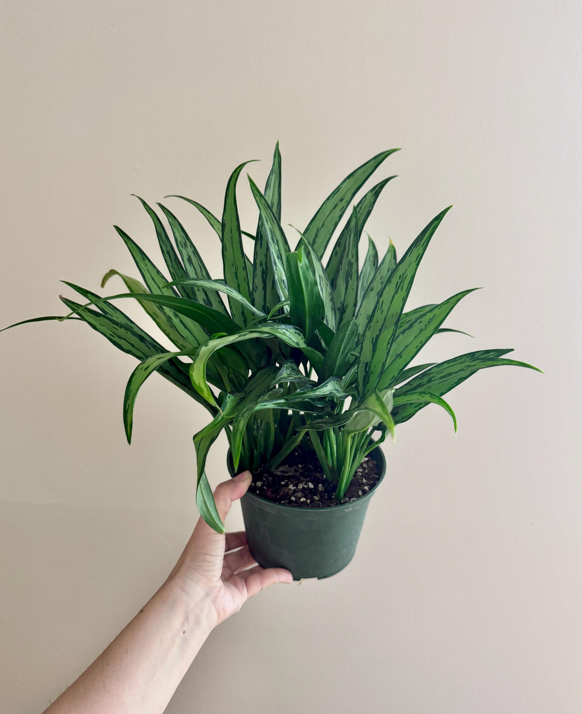 Aglaonema Cutlass 6 inch Pot - Live Plant - optional decorative pot