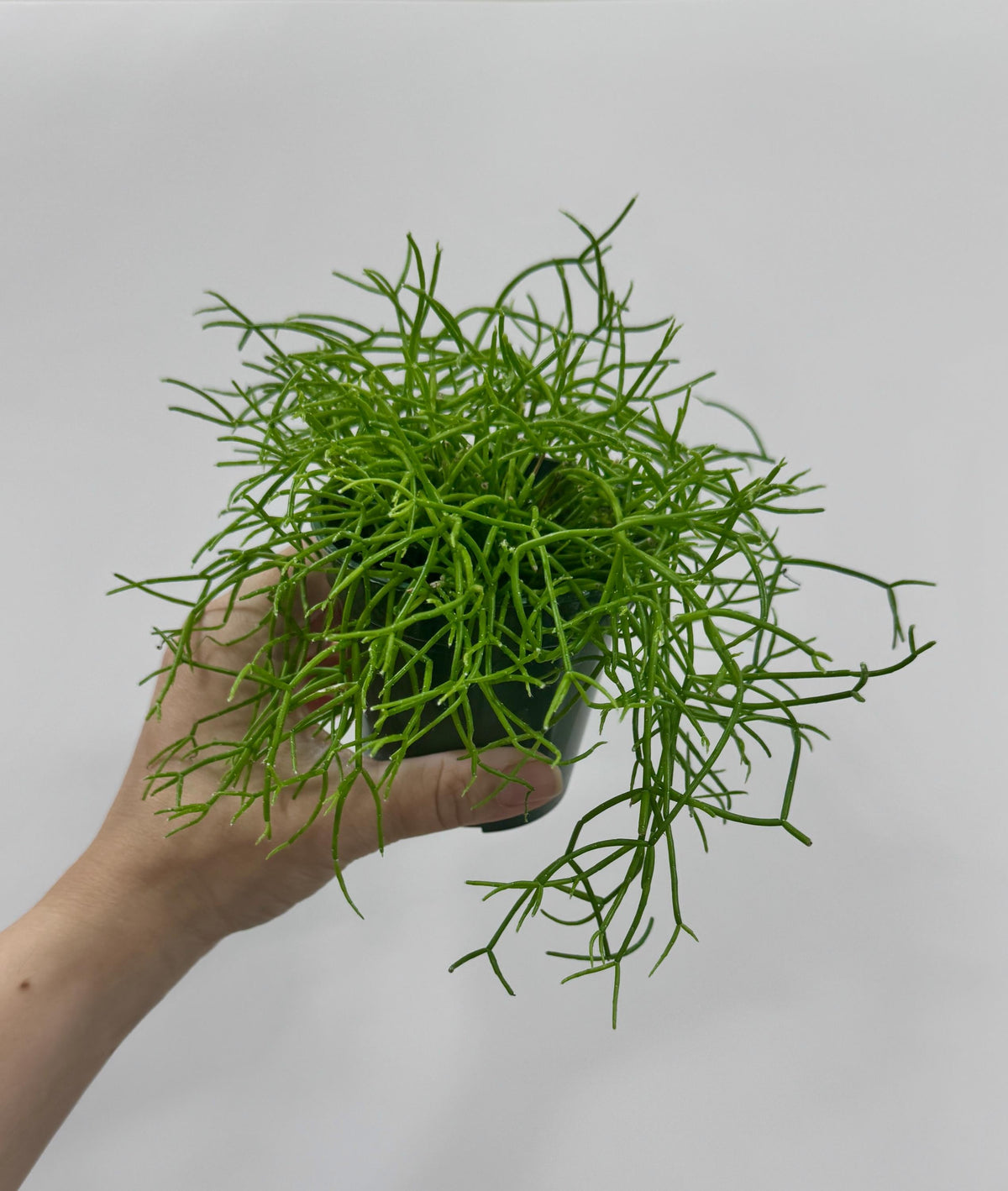 Rhipsalis Burchellii | Mistletoe Cactu| Plant - 3.5" Pot - Live Plant - optional decorative