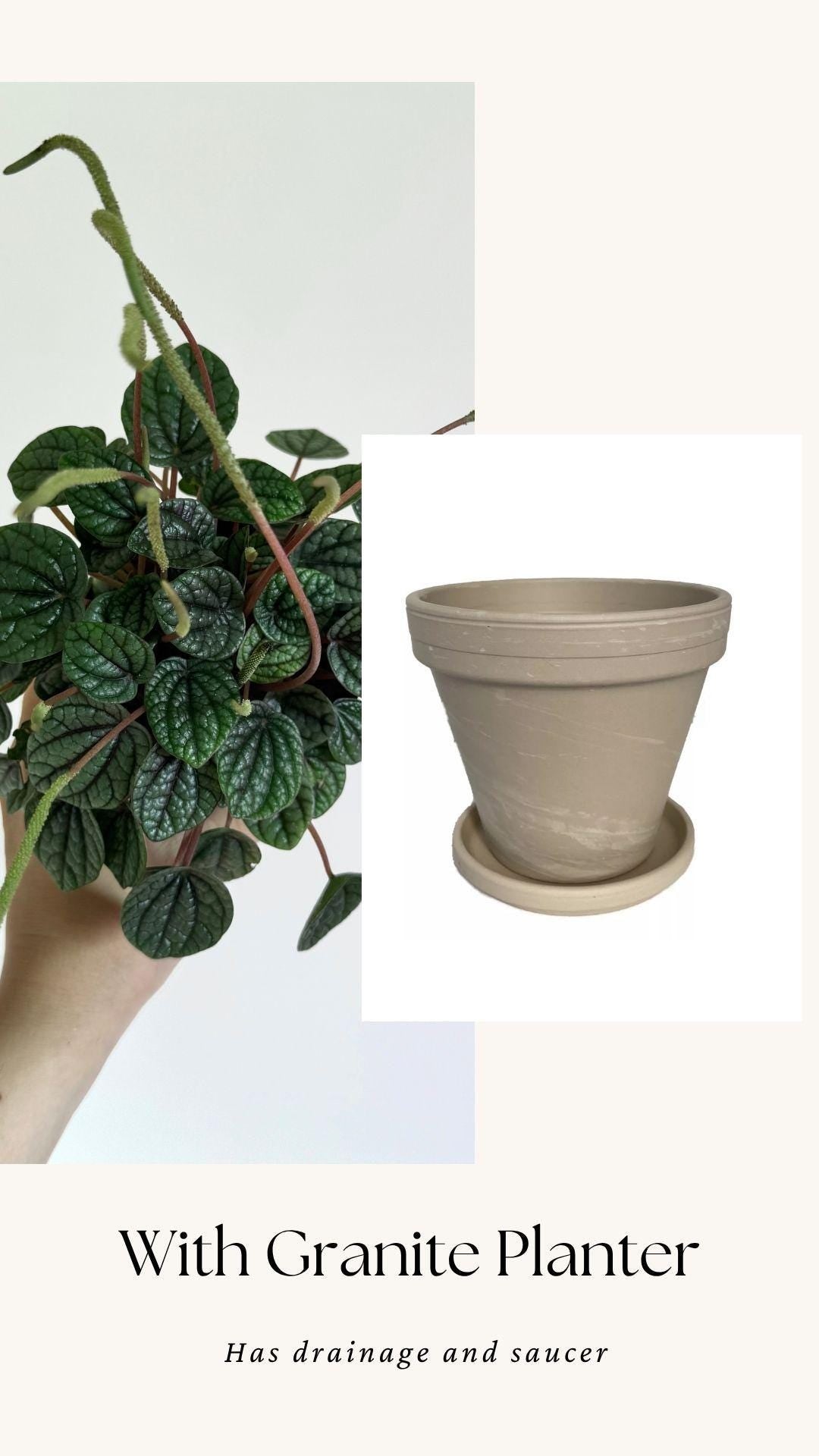 Peperomia Greyhound Radiator Plant - 3.5 inch Pot - Live Plant - optional decorative pot