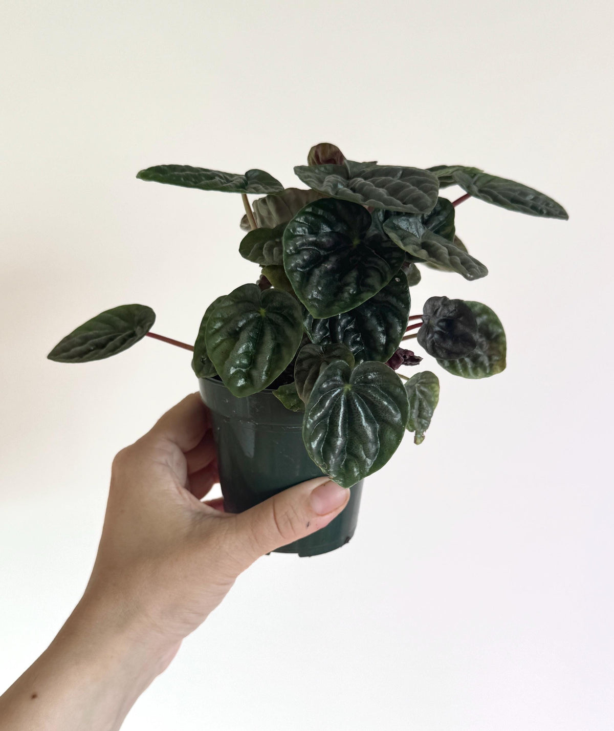 Peperomia Grey Luna Plant - 3.5 inch Pot - Live Plant - optional decorative pot