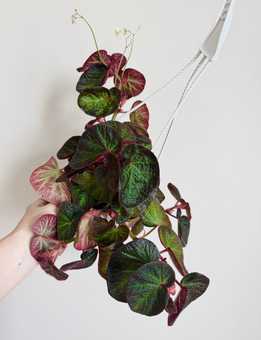 Begonia Manaus  - Rare Flowering Plant - 6" Hanging Basket