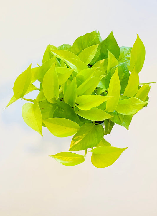 Neon Pothos Live Plant - Epipremnum Pinnatum - 4 inch | 6 inch Nursery Pot