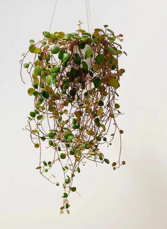 Peperomia Ruby Cascade - Live Plant - 4.5 inch Hanging Pot