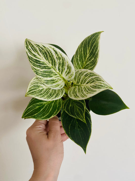Philodendron Birkin Plant - 4 inch Pot - optional decorative pot