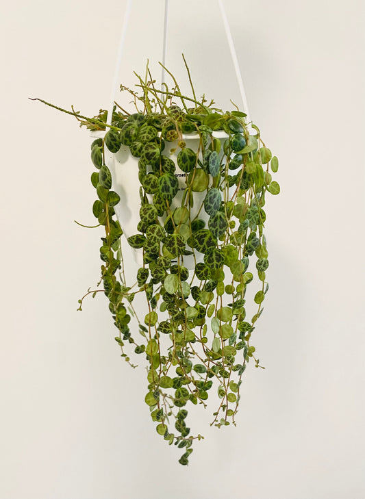 String of Turtles 4.5” Hanging Basket - Peperomia - Live Plant - optional decorative basket