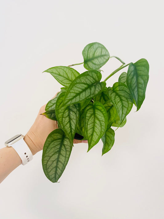 Monstera Siltepecana Plant - 4 inch Nursery Pot - Optional Decorative Pot