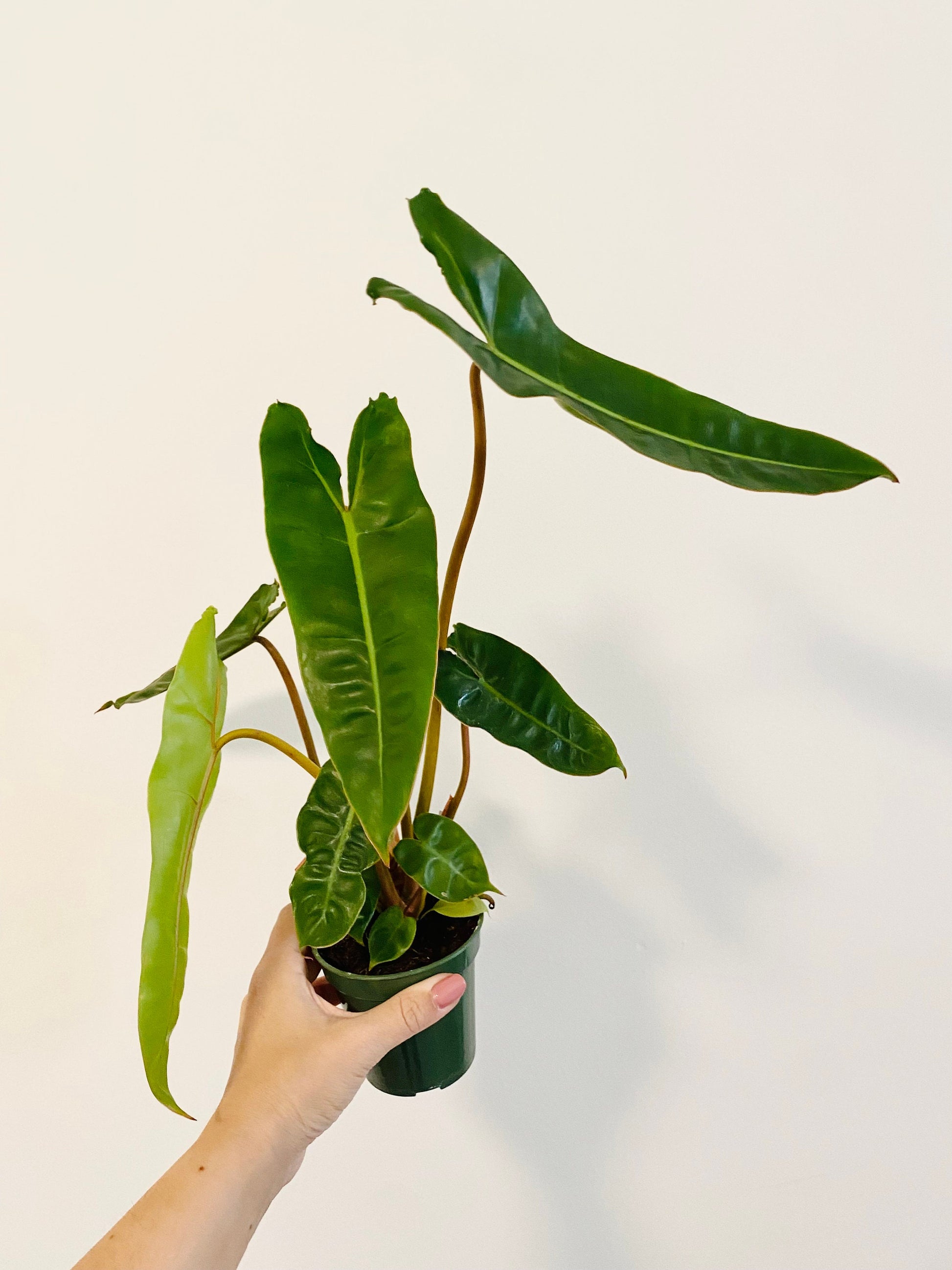 Philodendron Billietiae Plant - 4" Nursery Pot - Live Plant