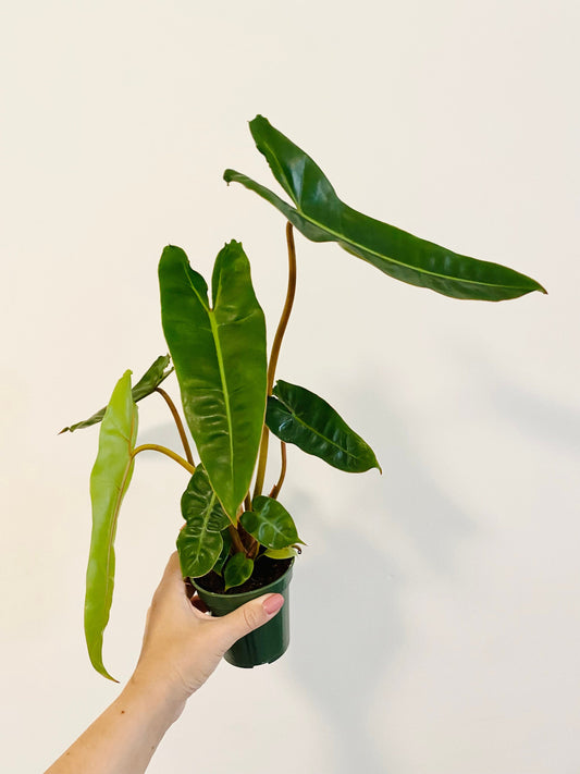 Philodendron Billietiae Plant - 4" Nursery Pot - Live Plant