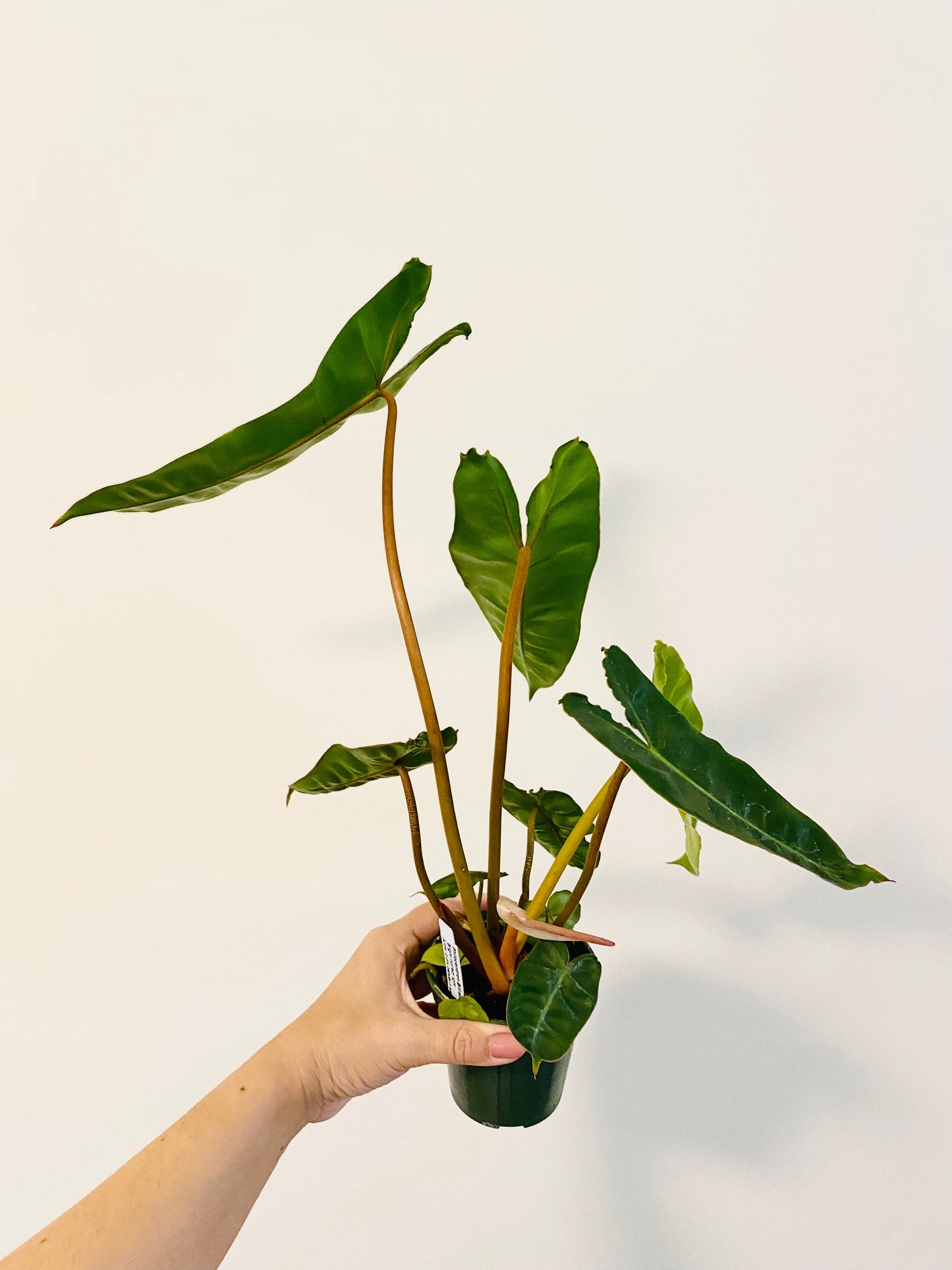 Philodendron Billietiae Plant - 4" Nursery Pot - Live Plant