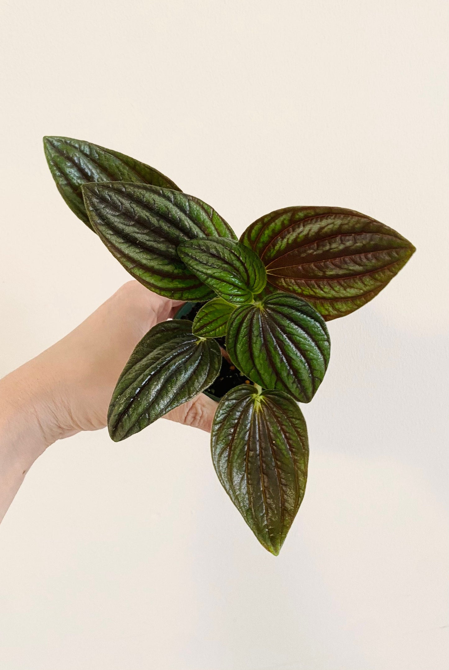 Peperomia “Fuzzy Mystery” Plant - 4 inch Pot - Live Plant - optioal decorative pot