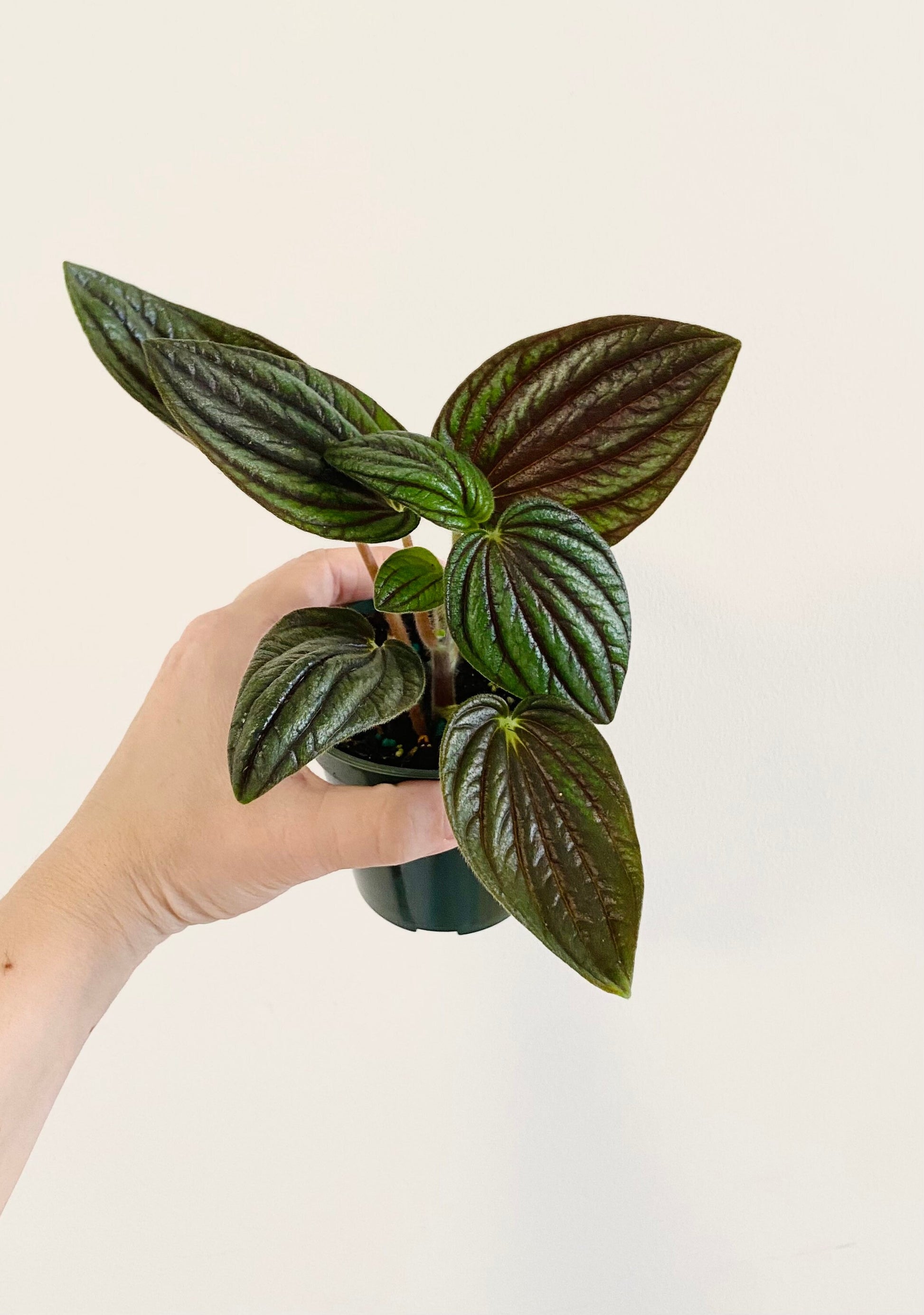 Peperomia “Fuzzy Mystery” Plant - 4 inch Pot - Live Plant - optioal decorative pot