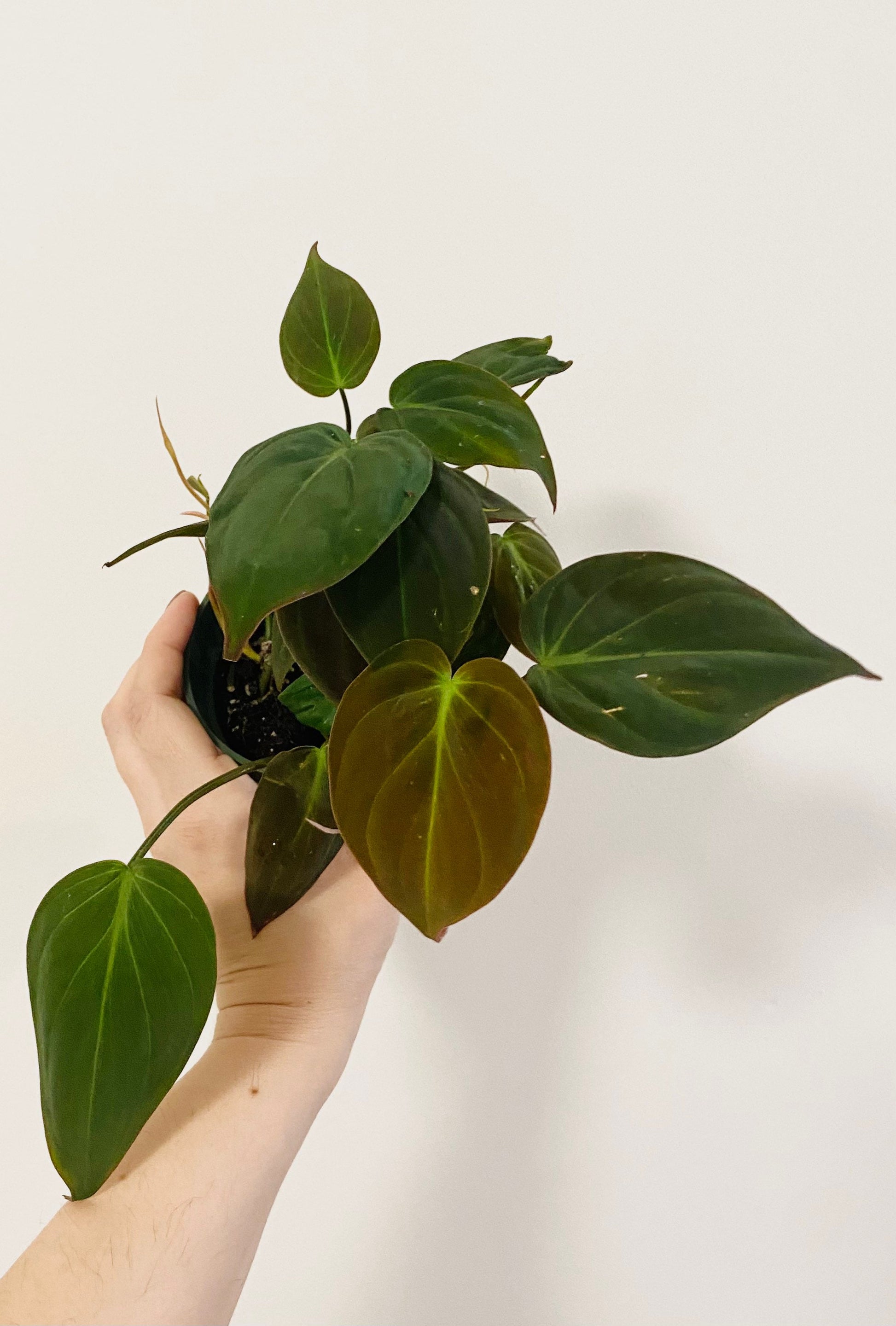 Philodendron Micans Plant 4" | 6” Pot - Live Plant