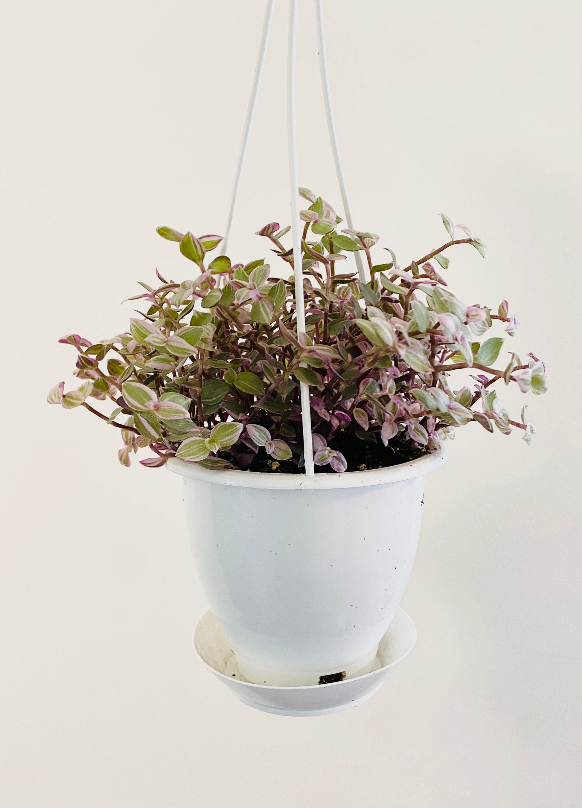 Callisia Repens Pink Passion Plant- 4.5” Hanging Pot