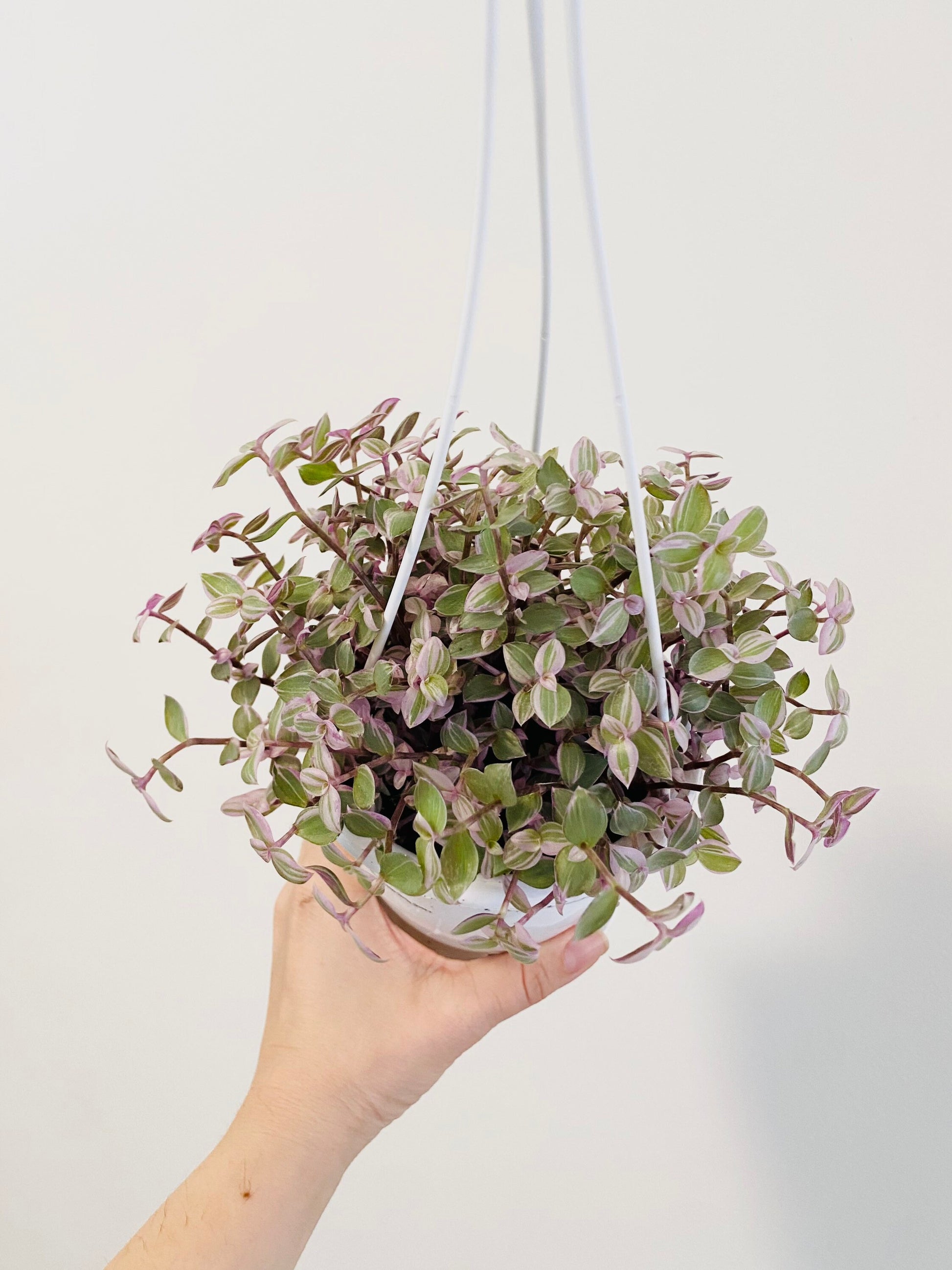 Callisia Repens Pink Passion Plant- 4.5” Hanging Pot