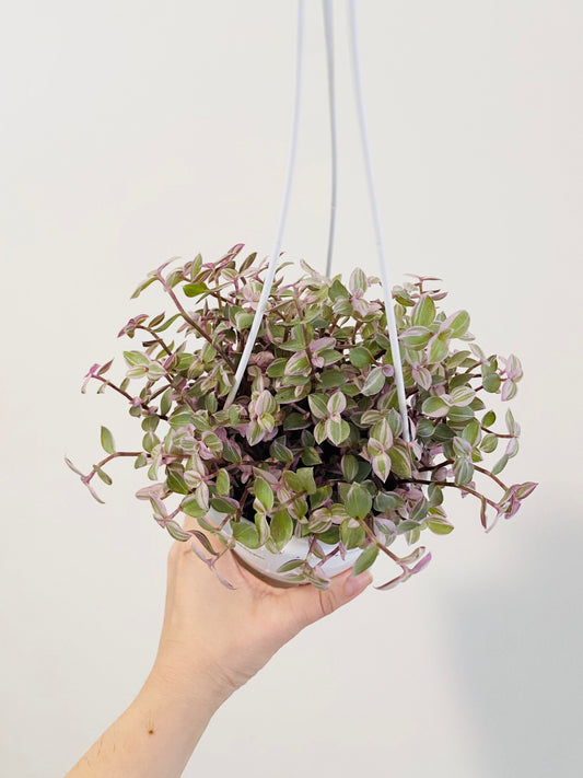 Callisia Repens Pink Passion Plant- 4.5” Hanging Pot