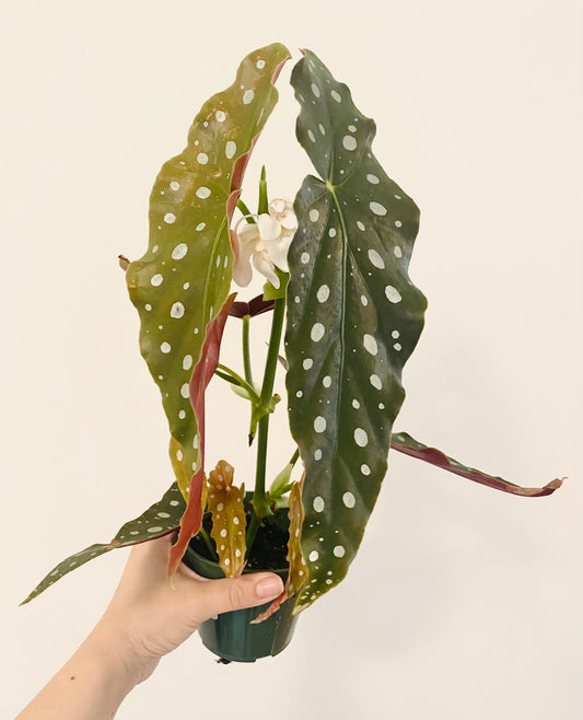 Begonia Maculata Polka Dot Plant - 4” Pot - optional decorative pot
