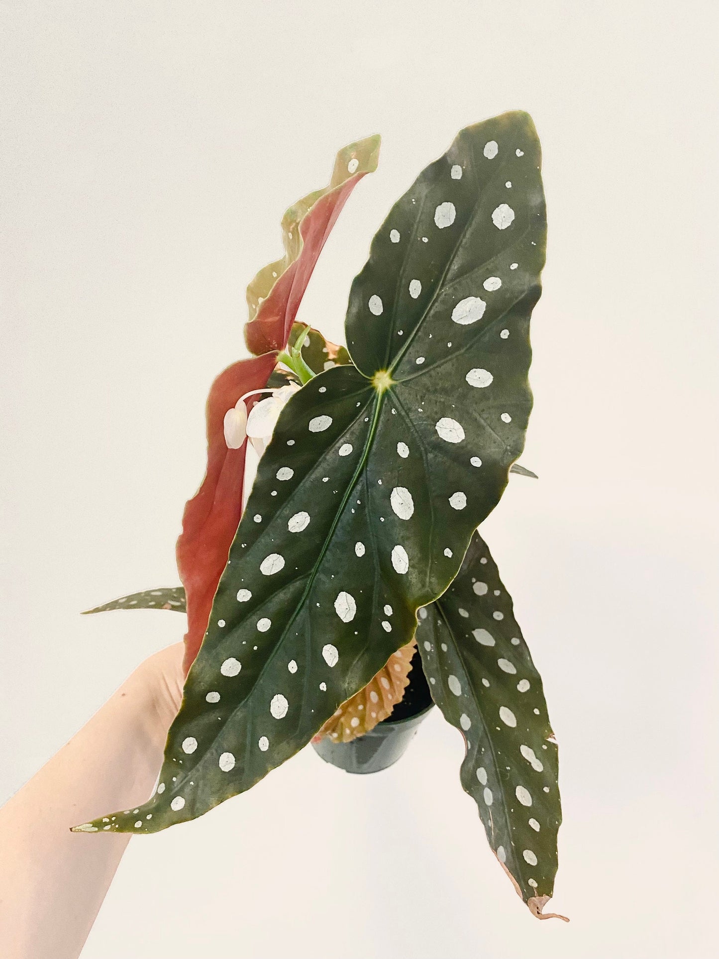 Begonia Maculata Polka Dot Plant - 4” Pot - optional decorative pot