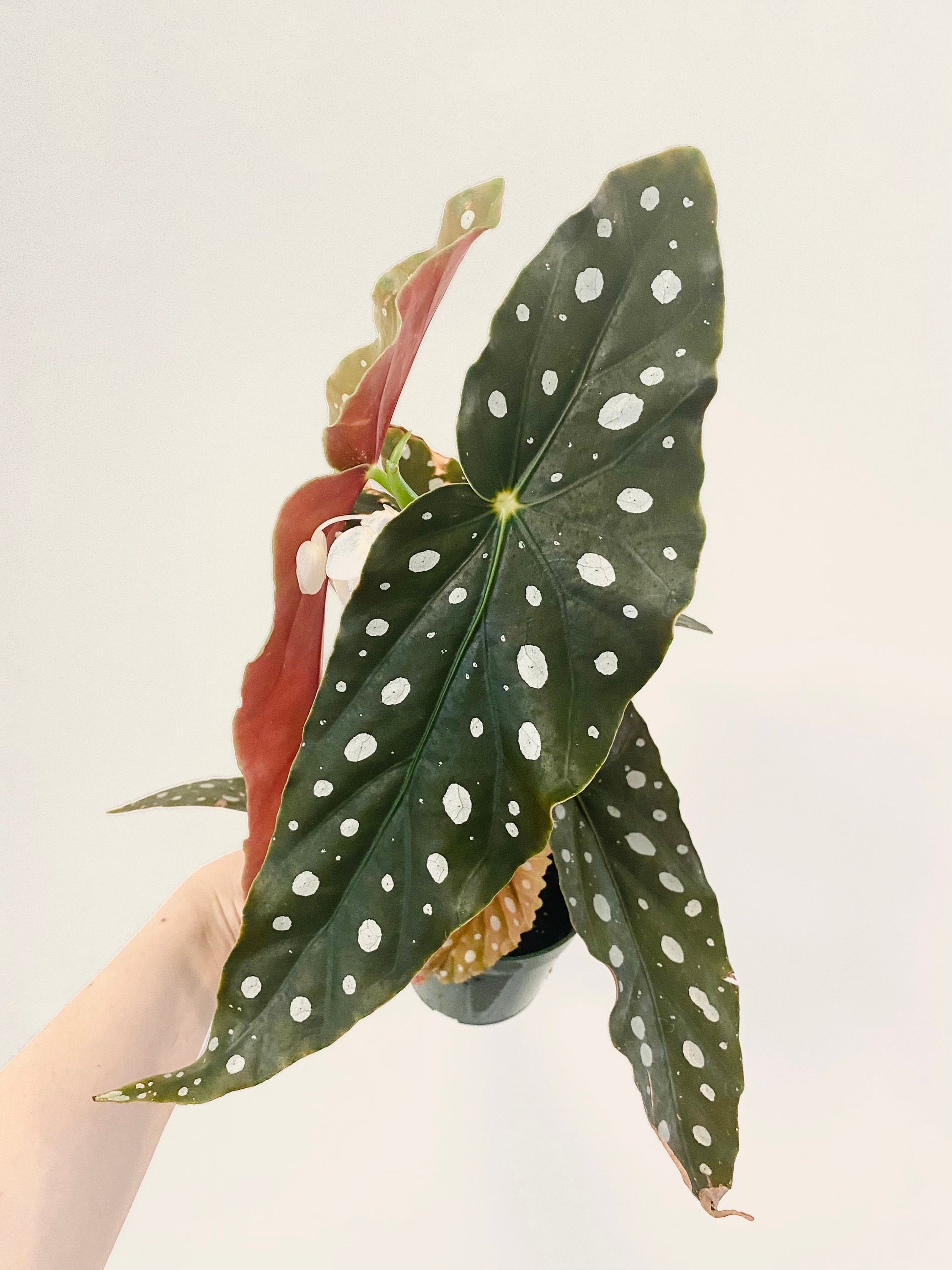 Begonia Maculata Polka Dot Plant - 4” Pot - optional decorative pot