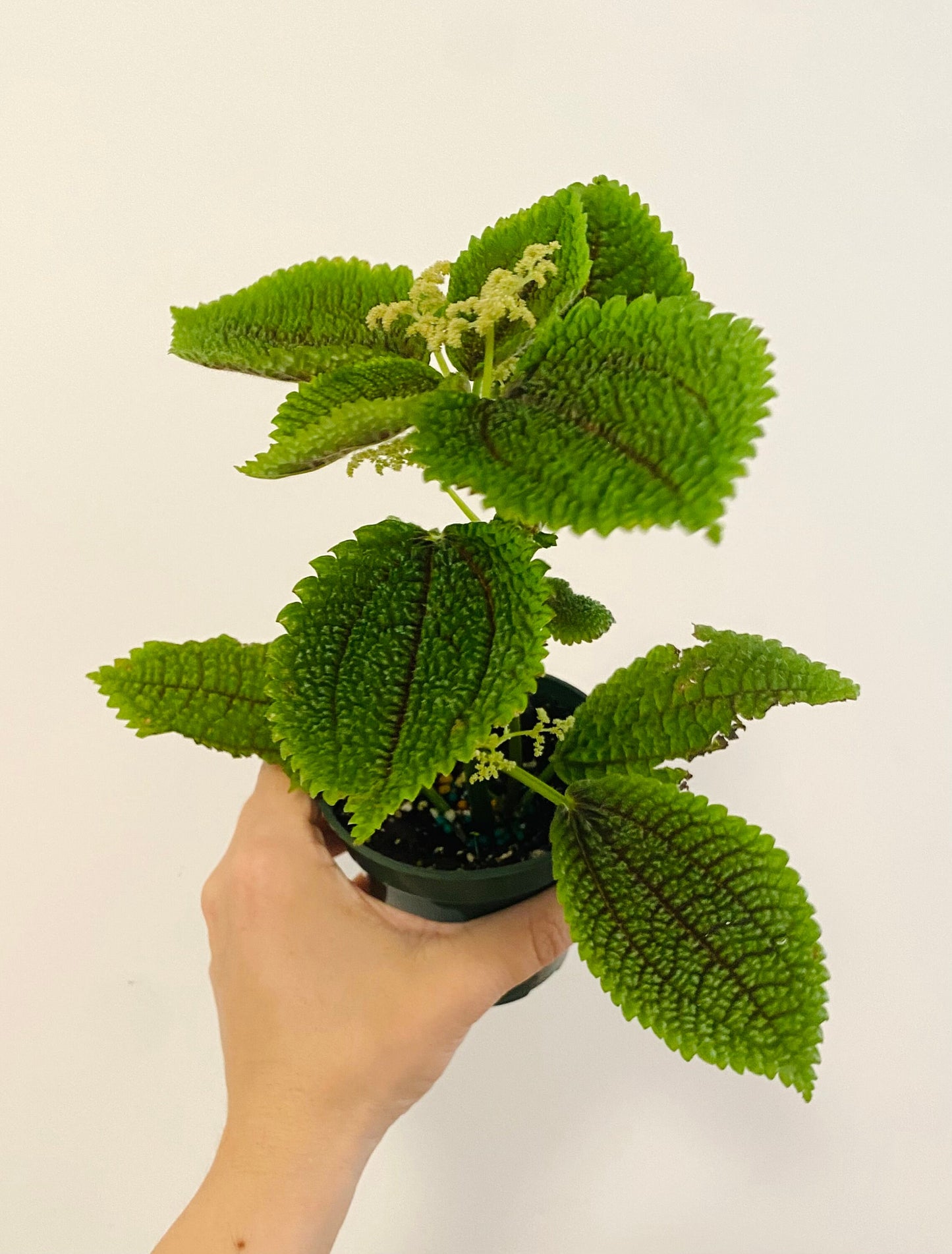 Pilea Moon Valley Plant - Flowering - 3.5” Nursery Pot