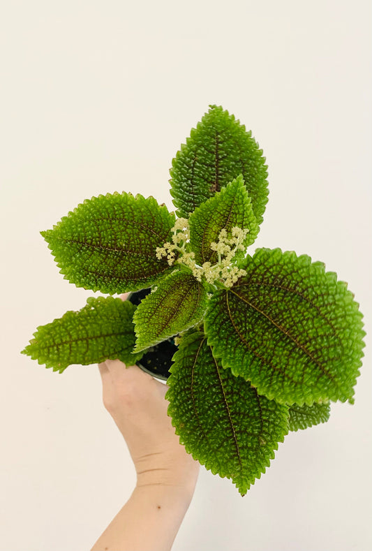 Pilea Moon Valley Plant - Flowering - 3.5” Nursery Pot