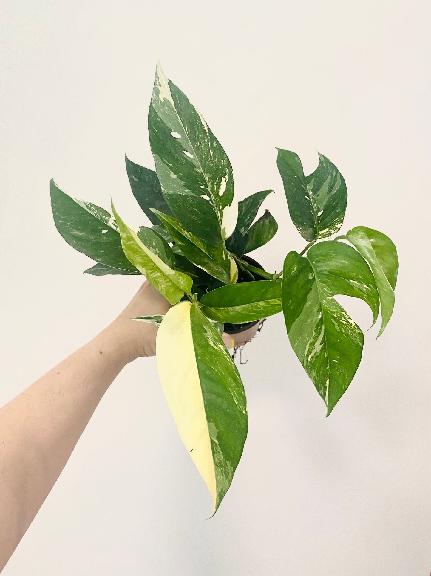 Epipremnum Pinnatum Albo Variegated Plant - Live Plant 4" Pot - optional decorative planter